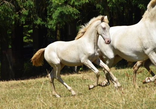 Pouliche PRE creme pearl
